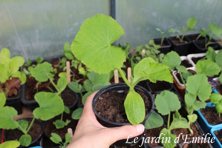 courgette-plants